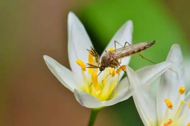 A mosquito on a white False Garlic wildflower seemingly feeding on the flowers nectar in Houston, TX during Springtime.