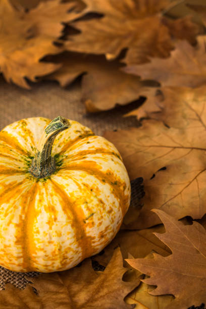 istock Autumn dry leaves with pumpkin 1053479980