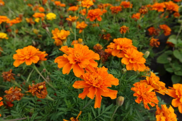 7 月にマリーゴールド昼夜間温度差のオレンジ色の頭花 - french marigold ストックフォトと画像