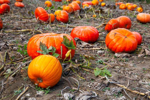 istock Pumpkin field in fall ready for halloween 1053480540