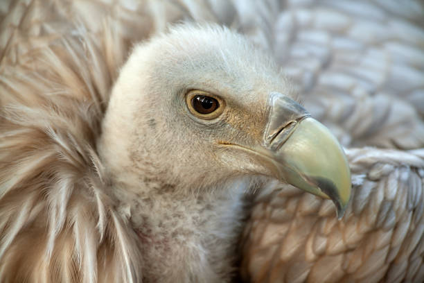 istock Portrait of a griffon vulture 1053484856