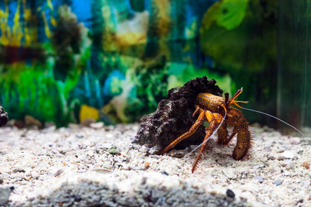 Hermit crab in shell. Dardanus megistos in aquarium Hermit crab in shell. Dardanus megistos or white-spotted hermit crab in aquarium decapoda stock pictures, royalty-free photos & images