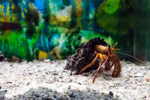 Photo of Hermit crab in shell. Dardanus megistos in aquarium