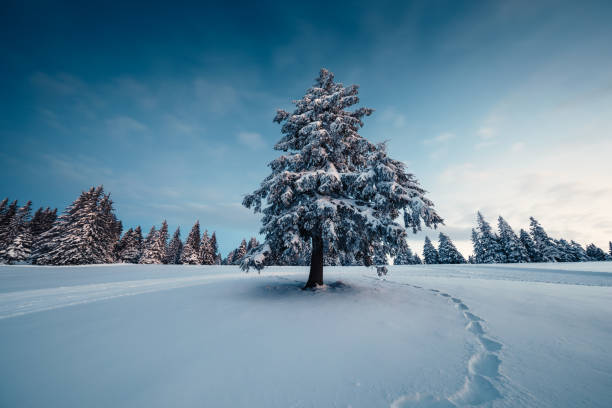 Idyllic winter scene with lonely tree and footpath in the snow.