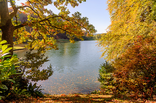 Trees with autumn leaves and ducks reflected in the pond