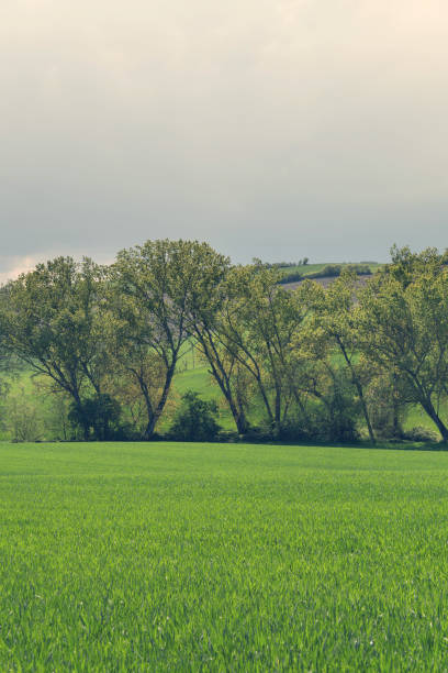 istock Rural landscape view, trees in green fields 1053489518