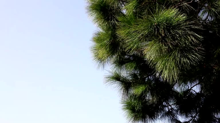 Beautiful Tree swaying through wind