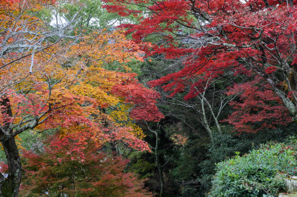 istock Maple leaves valley park  in Miyajima, Japan 1053490870