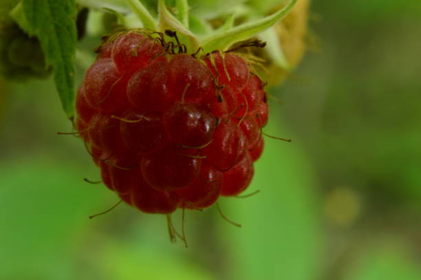istock Raspberry wild berry ripe bright red on a branch in a sunlight 1053490932