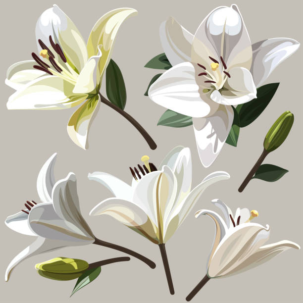 ilustrações de stock, clip art, desenhos animados e ícones de white flowers of lily on light background. - madonna