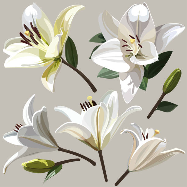 White flowers of Lily on light background. Images for your design projects lily stock illustrations
