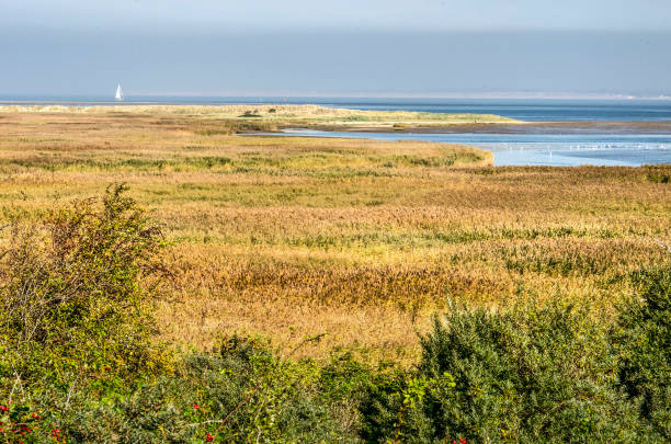 istock Sea, grass, reeds and bushes 1053494788