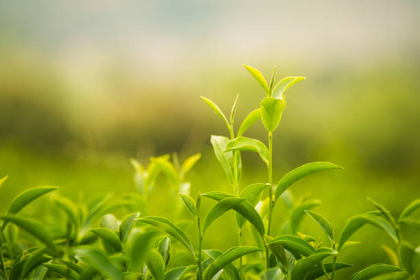istock leaf green tea in the farm in the morning 1053499048