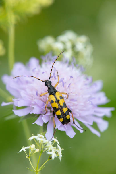 istock Rutpela maculata -  spotted longhorn 1053499222