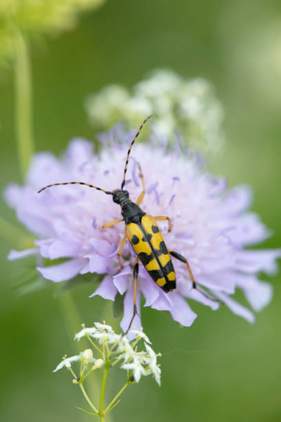 istock Rutpela maculata -  spotted longhorn 1053499264