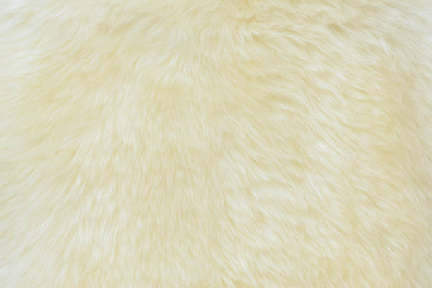 istock background and textured of real white cream wool sheep 1053499594
