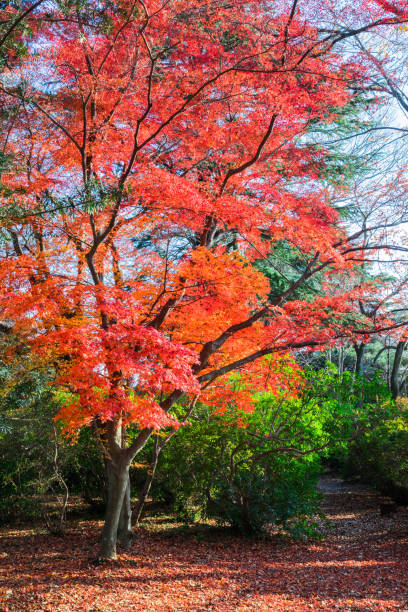 istock Autumn maple leaves, Japanese nature scene 1053505932