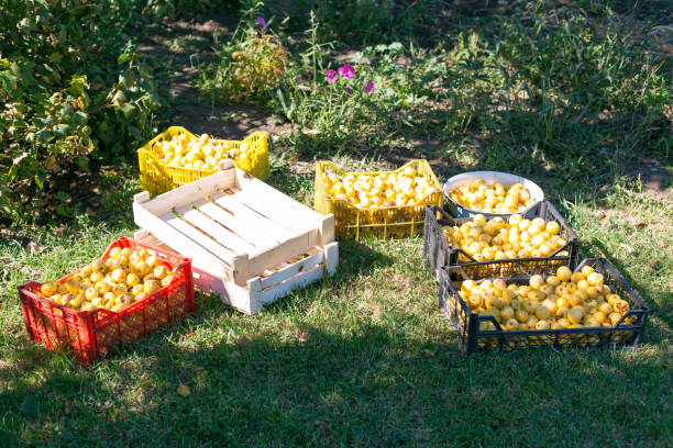 istock Harvest garden apples on the grass. 1053507672