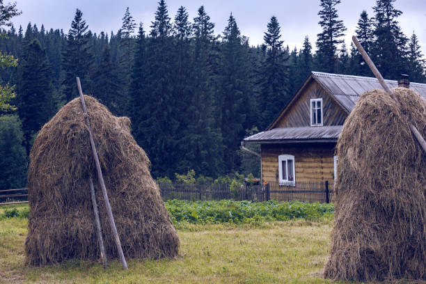 A pair of haystacks on a green meadow in the July