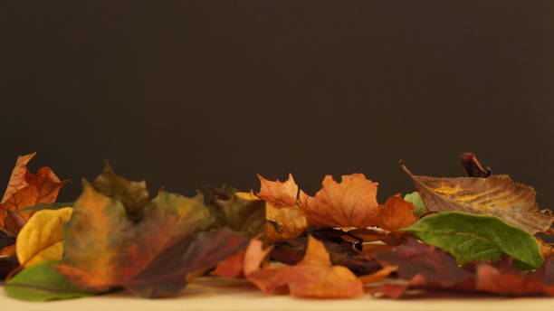 istock Various autumn leaves against a dark background 1053510846