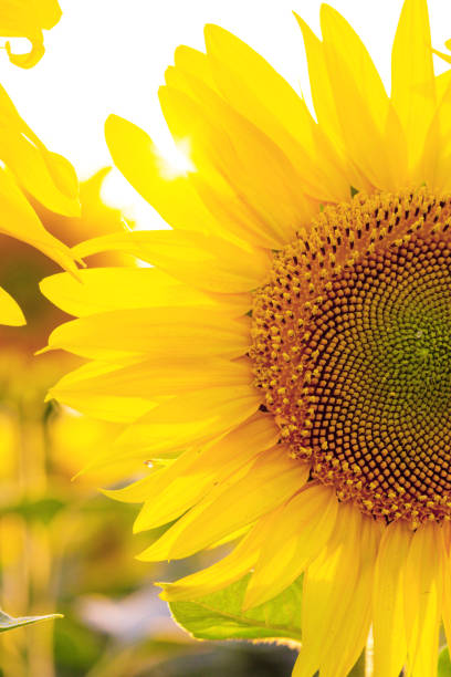 istock sunflowers at the field on the sunset 1053512130