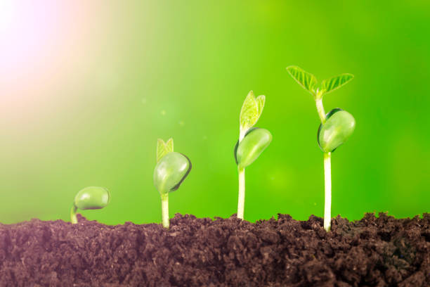 istock Bussiness growth:new life growing on green background 1053515680