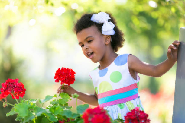 The dark-skinned little girl leaned toward the bright red flowers on the flowerbed.