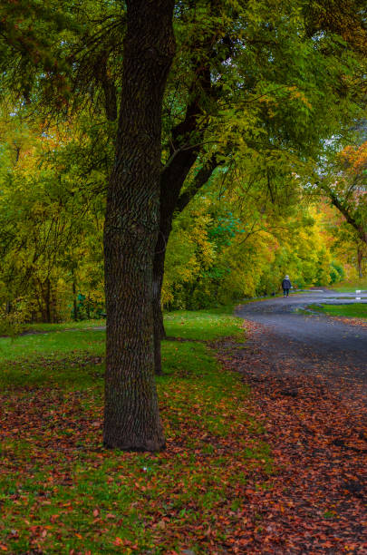 istock Fall leaf covered park with a dog walker in the distance 1053518868