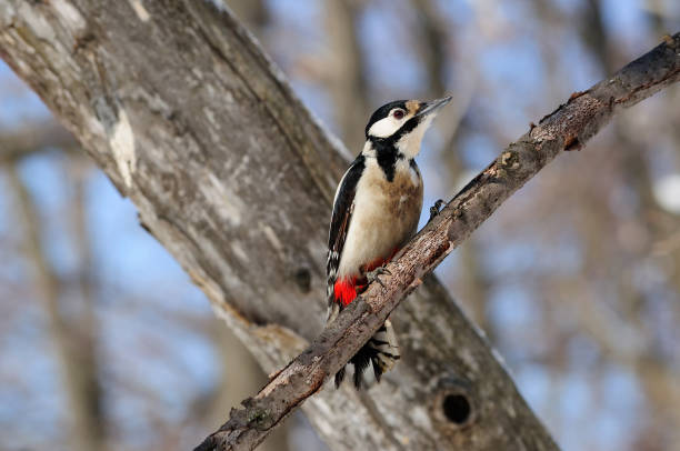 The great spotted woodpecker (Dendrocopos major) sitting on the branch against the background of a dry tree. The great spotted woodpecker (Dendrocopos major) sitting on the branch against the background of a dry tree. dendrocopos major great spotted woodpecker in the snow stock pictures, royalty-free photos & images
