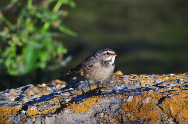 istock A young bluethroat (Luscinia svecica) sits on a concrete structure covered with lichen. 1053519576