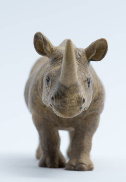 istock Rhinoceros model isolated on white background 1053521048