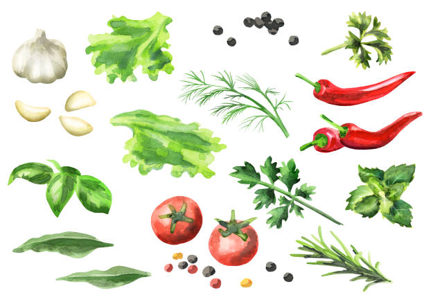 향�신료와 허브, 흰색 배경에 고립의 수채화 세트 - chive herb isolated freshness stock illustrations