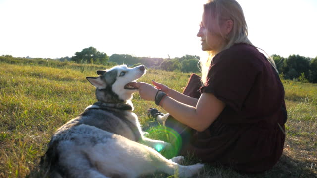 Beautiful woman with blonde hair sitting on grass at field and stroking her  siberian husky dog. Young girl in sunglasses spending time together with  her pet at meadow on sunny summer day.