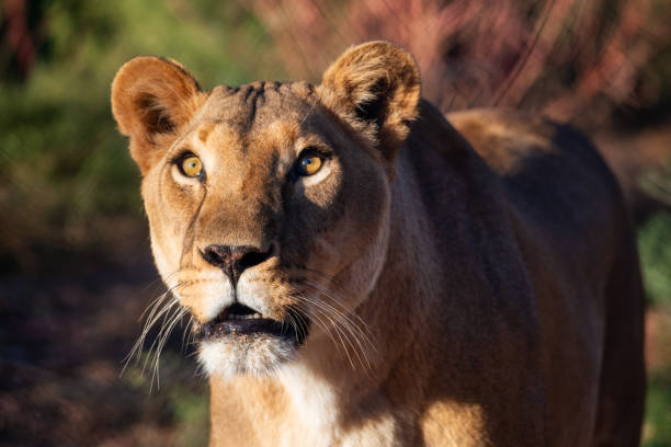 istock Female African Lion 1053534124
