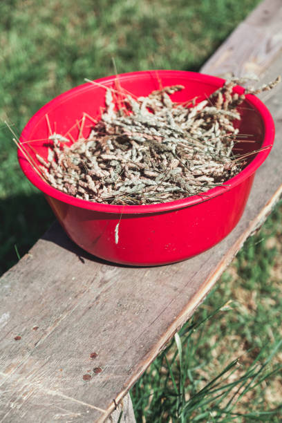 istock Red plastic bowl with spikelets stands on wooden bench 1053537216