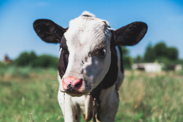 istock Head of white cow with black ears 1053537302