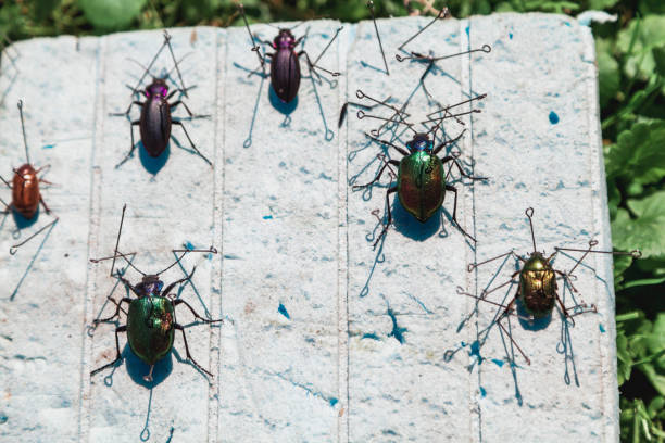 istock Collection of dry beetles on white foam 1053537882