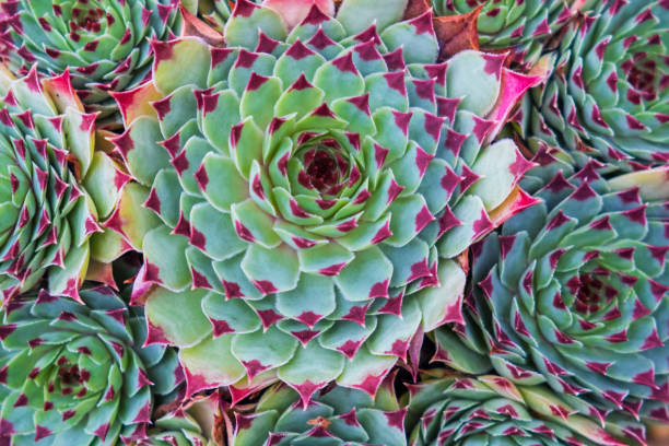 istock Close up view of a succulent plant 1053538000