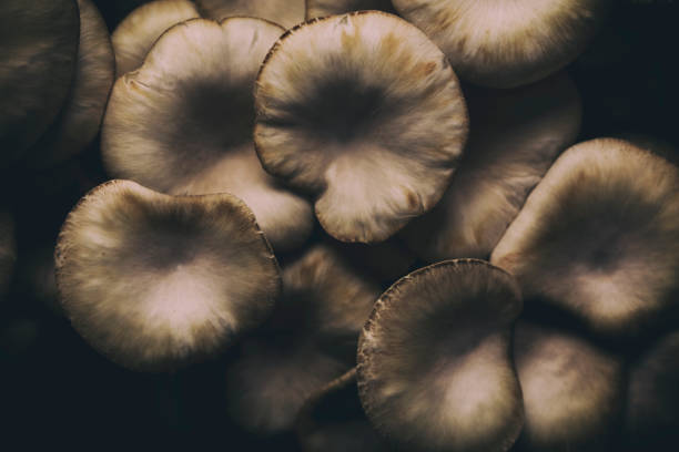Mashrooms in the autumn forest