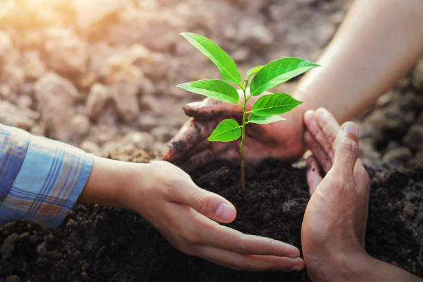 istock farmer three hand protection tree planting on soil with sunshine in garden 1053541452