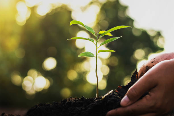 istock hand planting a tree in garden. concept green world 1053541470