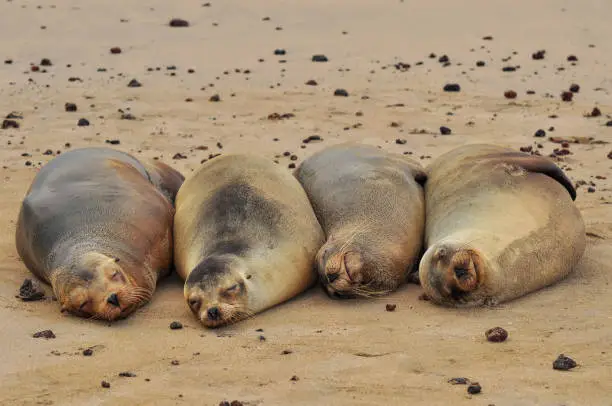 Sea lions sleeping on the beach in a line