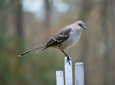 A single Mocking bird (Mimus polyglottos) perching on the white wooden fence on the blurry garden background, Winter in GA USA.