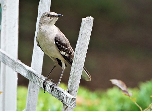 A single mocking bird (Mimus polyglottos) perched on white wooden fence enjoy watching on the garden background, Spring in Ga USA.