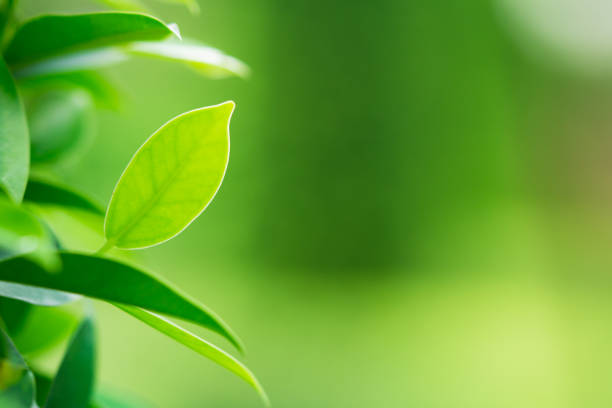 istock Closeup nature view of green leaf 1053547226