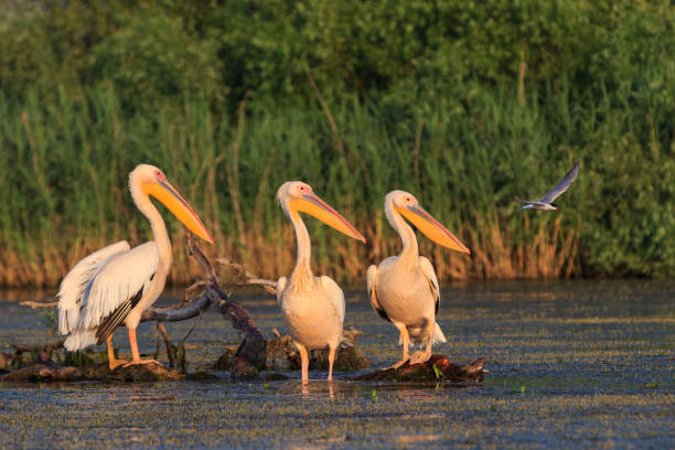 istock white pelicans in Danube Delta, Romania 1053551126