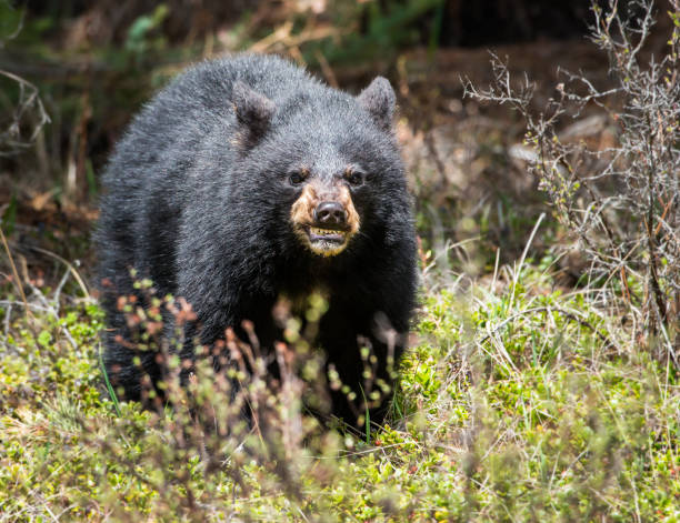Black bear stock photo