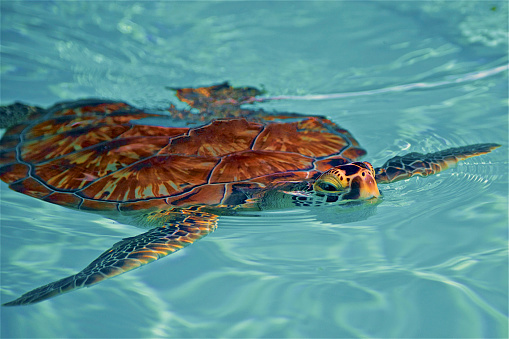 Florida Sea Turtle