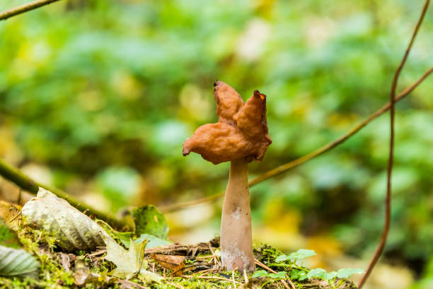 autumn lines on a fallen tree - leaf autumn falling tree imagens e fotografias de stock