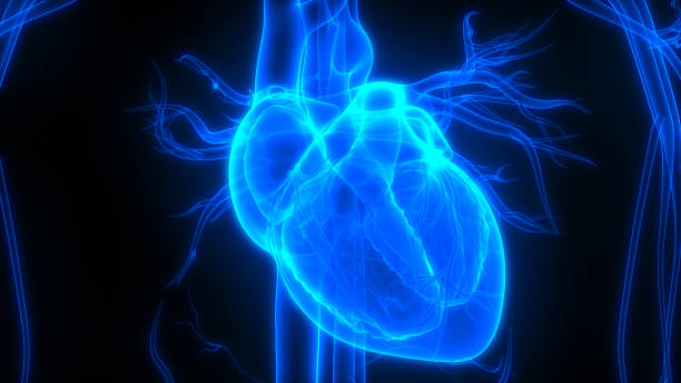 istock Human Heart Anatomy 1053560534